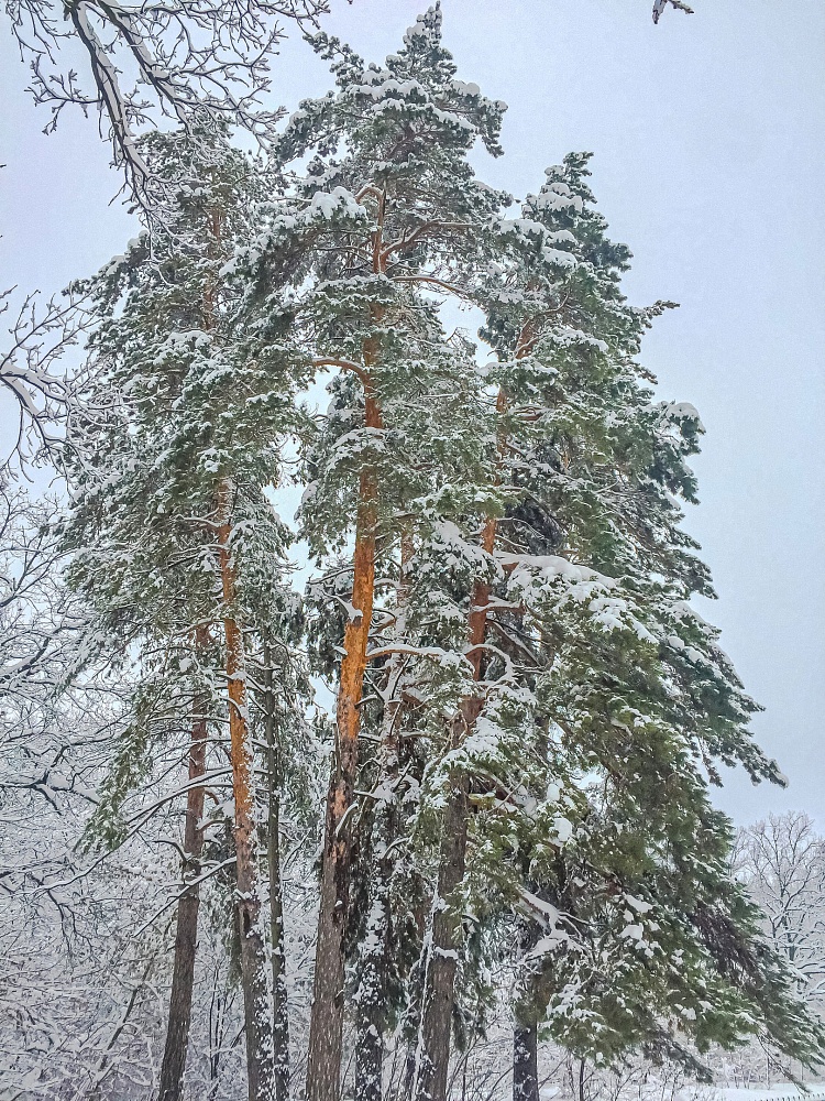 Сосны покрытые снегом, зимняя сказка